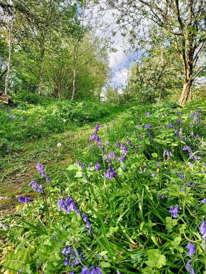Desart School Garden Chalet Kilkenny Dış mekan fotoğraf